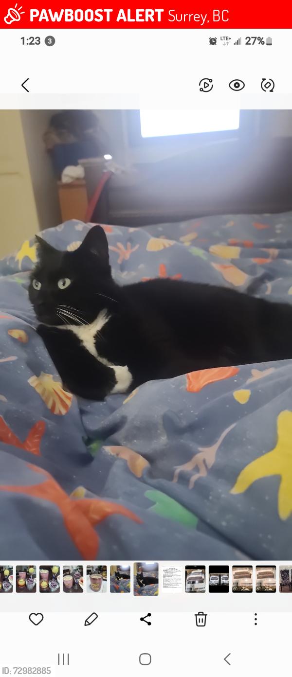 Lost Female Cat last seen 188th/64th, Surrey, BC 