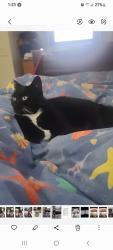 Lost Female Cat last seen 188th/64th, Surrey, BC 