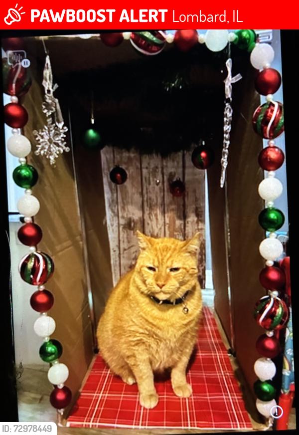 Lost Male Cat last seen Chase and maple, Lombard, IL 60148