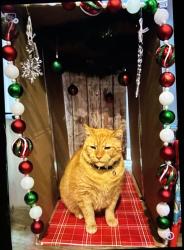 Lost Male Cat last seen Chase and maple, Lombard, IL 60148