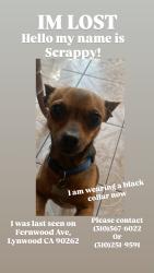 Lost Male Dog last seen Fernwood Ave, Lynwood, CA 90262