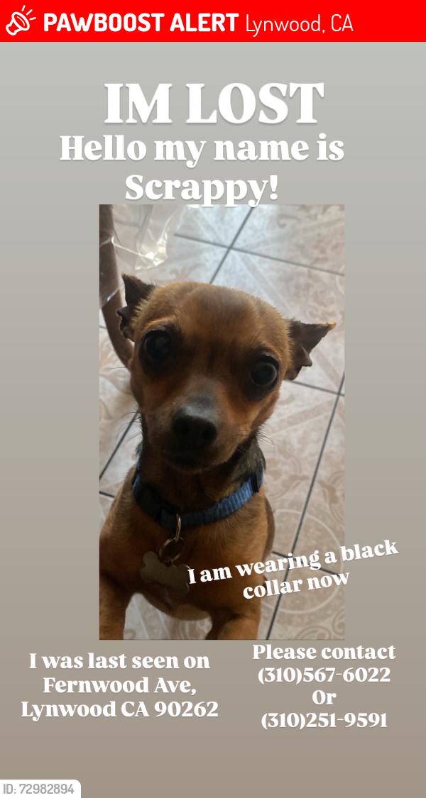 Lost Male Dog last seen Fernwood Ave, Lynwood, CA 90262