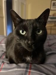 Reunited Female Cat last seen Berwick and Lyncourt , Syracuse, NY 13208