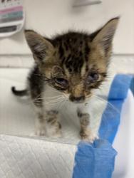 Shelter Stray Male Cat last seen Near Granada Ave, Oakland, CA, 1101 29th Ave, Oakland, CA 94601, USA