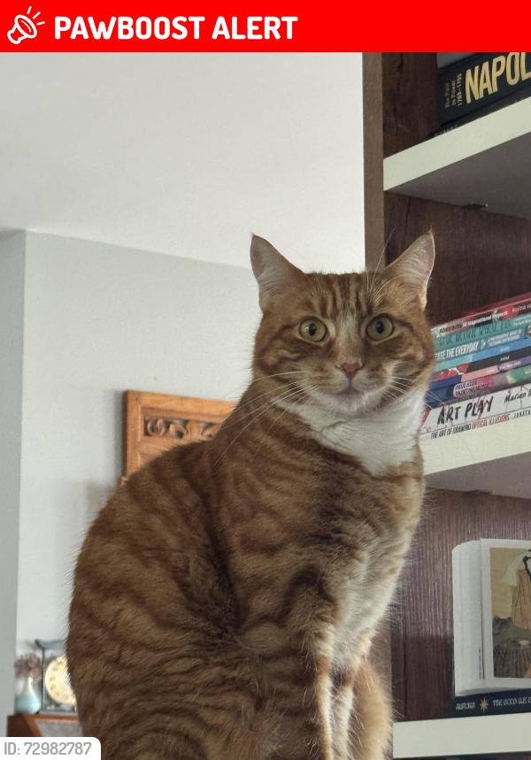 Lost Male Cat last seen Near wharf street, Greater London, England SE8 3FX