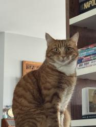 Lost Male Cat last seen Near wharf street, Greater London, England SE8 3FX