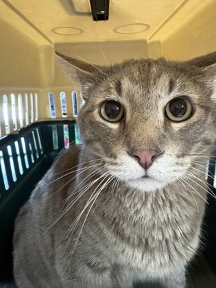 Shelter Stray Male Cat last seen Grand Island, NE 68801, Grand Island, NE 68801