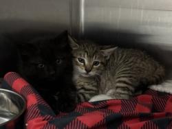 Shelter Stray Male Cat last seen Near White Ave, 21206, MD, Baltimore, MD 21230