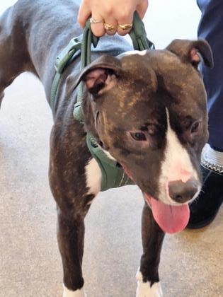 Shelter Stray Male Dog last seen Bloomfield Township, OH 45685, Cleveland, OH 44102