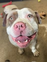Shelter Stray Male Dog last seen , OH , Cleveland, OH 44102