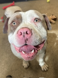 Shelter Stray Male Dog last seen , OH , Cleveland, OH 44102