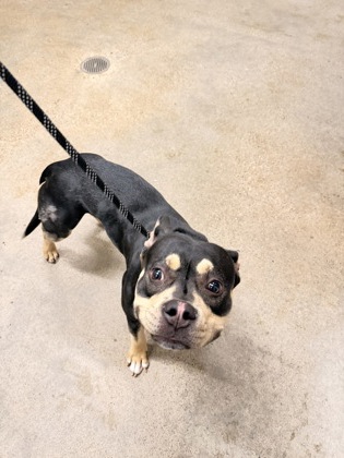 Shelter Stray Female Dog last seen Cleveland, OH , Cleveland, OH 44102