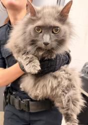 Shelter Stray Male Cat last seen Cleveland, OH 44105, Cleveland, OH 44102