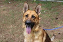 Shelter Stray Male Dog last seen Goose Creek, SC 29445, North Charleston, SC 29406