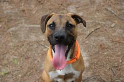 Shelter Stray Male Dog last seen Bonneau, SC 29431, North Charleston, SC 29406