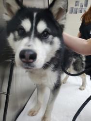Shelter Stray Male Dog last seen Charleston, SC 29414, North Charleston, SC 29406