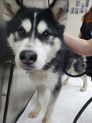 Shelter Stray Male Dog last seen Charleston, SC 29414, North Charleston, SC 29406