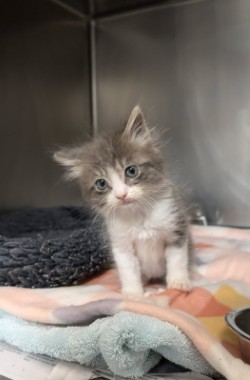 Shelter Stray Male Cat last seen Near FOLSOM BLVD, Rancho Cordova, CA, 6201 Florin Perkins Rd, Sacramento, CA 95828, USA