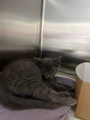 Shelter Stray Female Cat last seen North Charleston, SC 29406, North Charleston, SC 29406