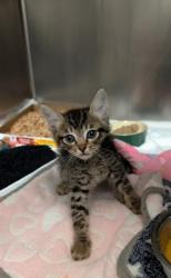 Shelter Stray Male Cat last seen Sacramento, CA 95827, Sacramento, CA 95828