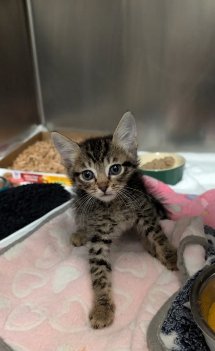Shelter Stray Male Cat last seen Sacramento, CA 95827, Sacramento, CA 95828