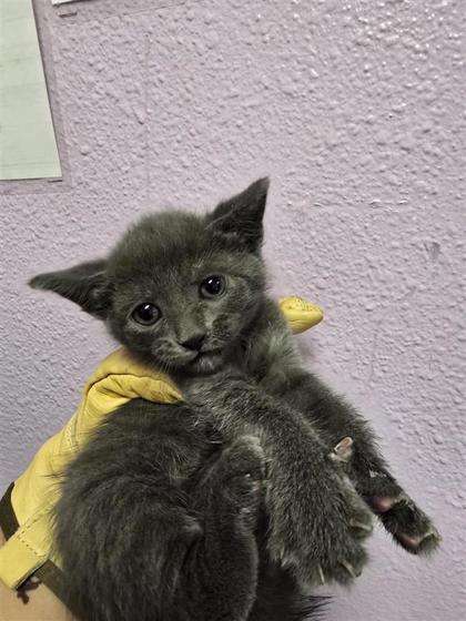 Shelter Stray Male Cat last seen Near colville Drive, Horizon, TX, 5001 Fred Wilson Ave, El Paso, TX 79906, USA