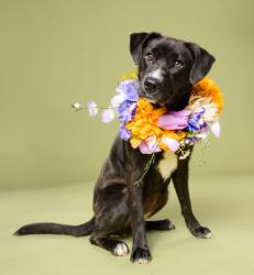 Shelter Stray Female Dog last seen Atlanta, GA 30318, Atlanta, GA 30336