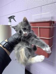Shelter Stray Female Cat last seen El Paso, TX 79938, Fort Bliss, TX 79906