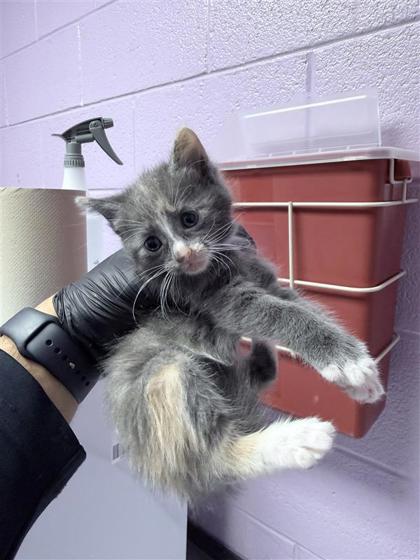Shelter Stray Female Cat last seen El Paso, TX 79938, Fort Bliss, TX 79906