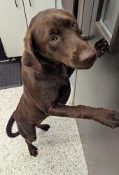 Shelter Stray Female Dog last seen South Fulton, GA 30213, Atlanta, GA 30336