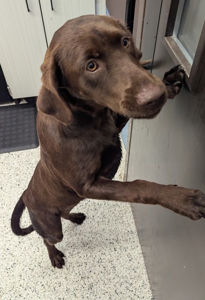 Shelter Stray Female Dog last seen South Fulton, GA 30213, Atlanta, GA 30336