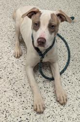 Shelter Stray Female Dog last seen Atlanta, GA 30315, Atlanta, GA 30336
