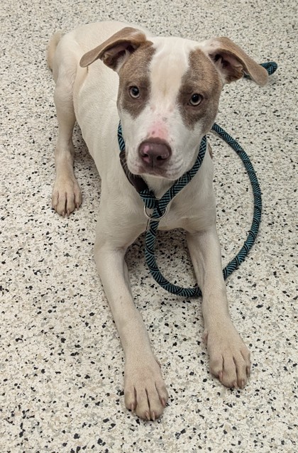 Shelter Stray Female Dog last seen Atlanta, GA 30315, Atlanta, GA 30336