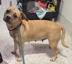 Shelter Stray Female Dog last seen Atlanta, GA 30344, Atlanta, GA 30336