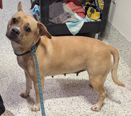 Shelter Stray Female Dog last seen Atlanta, GA 30344, Atlanta, GA 30336