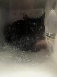 Shelter Stray Unknown Cat last seen Near Murphy Cir W, Carmel City, IN, Fishers, IN 46038