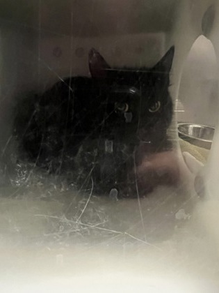 Shelter Stray Unknown Cat last seen Near Murphy Cir W, Carmel City, IN, Fishers, IN 46038