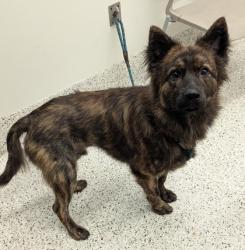 Shelter Stray Male Dog last seen Atlanta, GA 30318, Atlanta, GA 30336