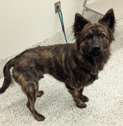Shelter Stray Male Dog last seen Atlanta, GA 30318, Atlanta, GA 30336