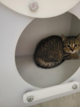 Shelter Stray Male Cat last seen Near Murphy Cir W, Carmel City, IN, 10501 Hague Rd, Fishers, IN 46038, USA