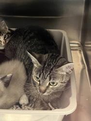 Shelter Stray Female Cat last seen Noblesville, IN 46060, Fishers, IN 46038