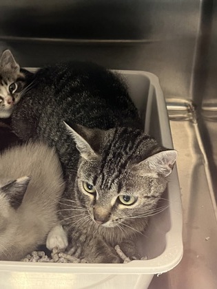Shelter Stray Female Cat last seen Noblesville, IN 46060, Fishers, IN 46038