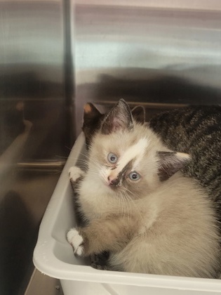 Shelter Stray Female Cat last seen Near South St, Noblesville City, IN, 10501 Hague Rd, Fishers, IN 46038, USA