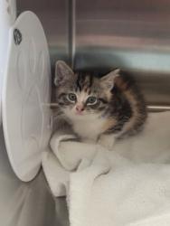 Shelter Stray Female Cat last seen Near South St, Noblesville City, IN, 10501 Hague Rd, Fishers, IN 46038, USA