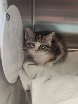Shelter Stray Female Cat last seen Near South St, Noblesville City, IN, 10501 Hague Rd, Fishers, IN 46038, USA