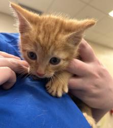 Shelter Stray Male Cat last seen Near Anthony Rd, Hamilton County, IN, Fishers, IN 46038