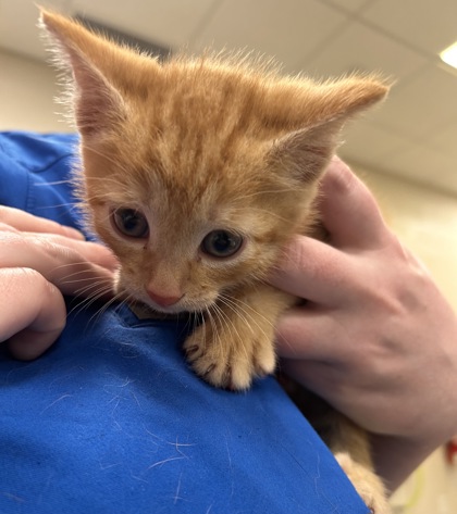 Shelter Stray Male Cat last seen Near Anthony Rd, Hamilton County, IN, Fishers, IN 46038