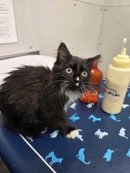 Shelter Stray Male Cat last seen Sevierville, TN 37862, Sevierville, TN 37862
