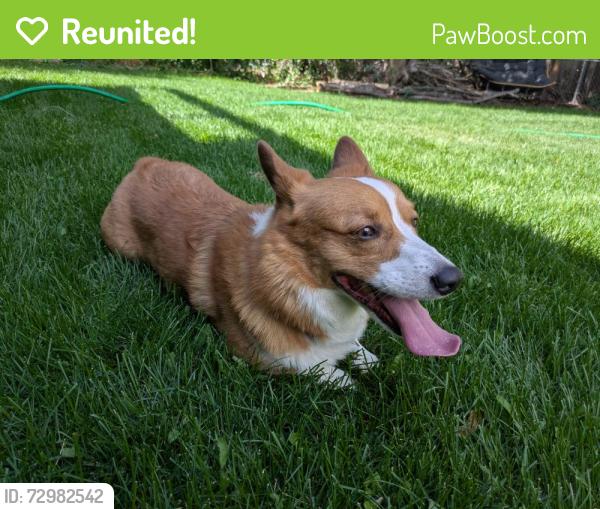 Reunited Unknown Dog last seen Roosevelt and Cherry, Fort Collins, CO 80521