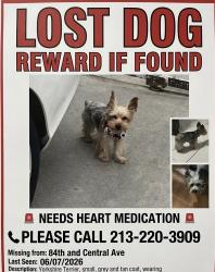 Lost Male Dog last seen Manchester and hooper, Los Angeles, CA 90001